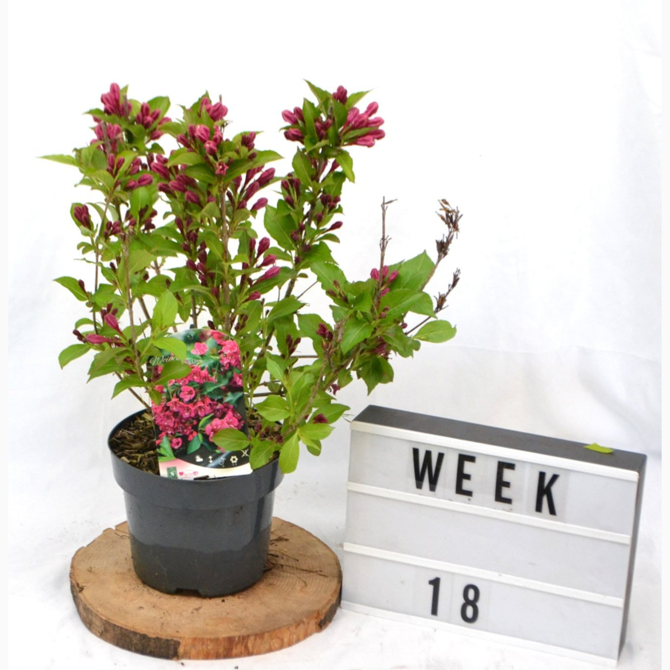 Praktweigela – Weigela 'Big Love' - C3 20-40 CM